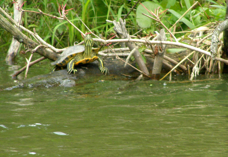 Želva ve volné přírodě